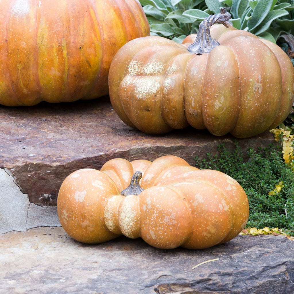Flat Bottom Boy Pumpkin - Bombay Mercantile