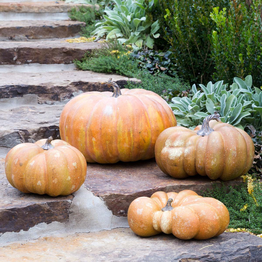 Flat Bottom Boy Pumpkin - Bombay Mercantile