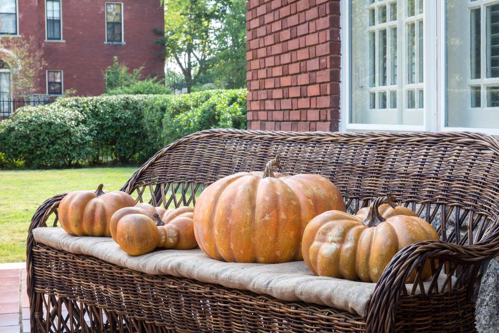 Flat Bottom Boy Pumpkin - Bombay Mercantile