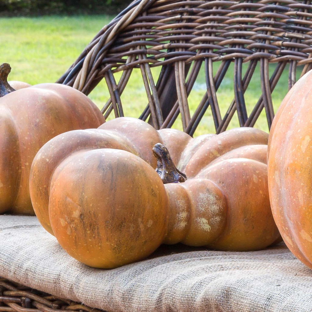 Flat Bottom Boy Pumpkin - Bombay Mercantile