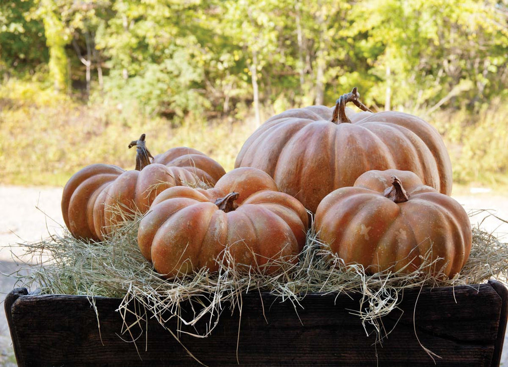 Big Papa Pumpkin - Bombay Mercantile