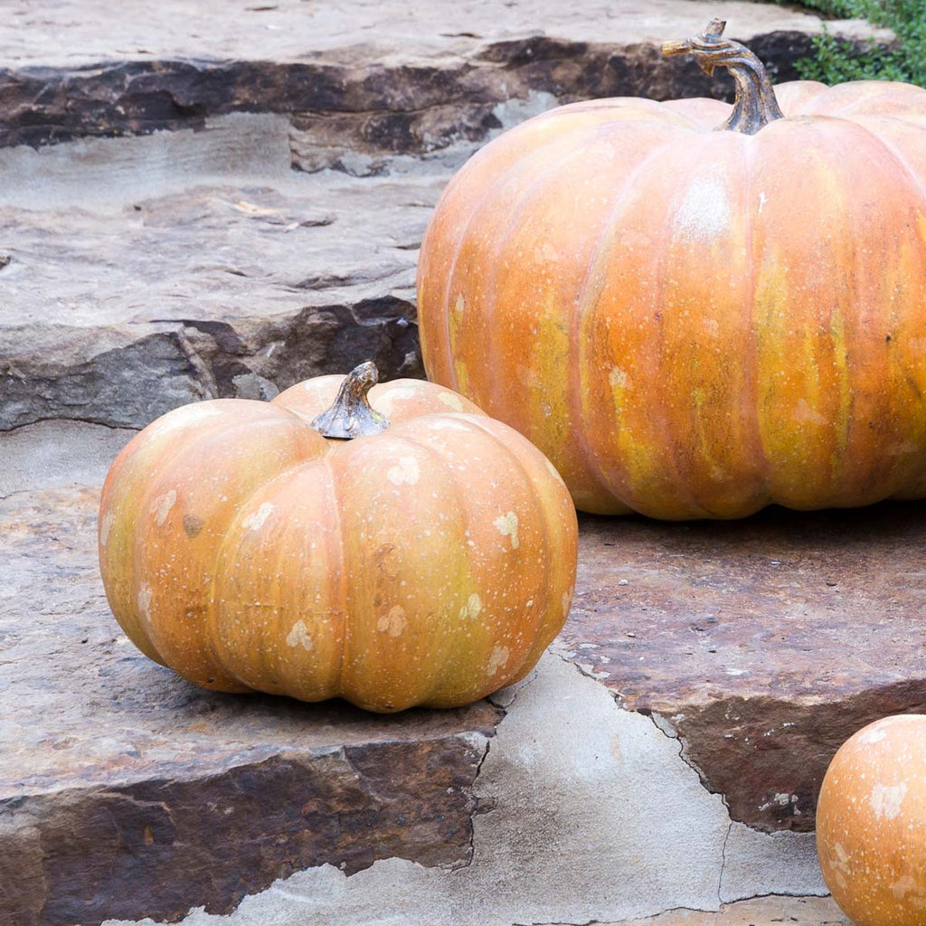 Sweet Baby Pumpkin - Bombay Mercantile