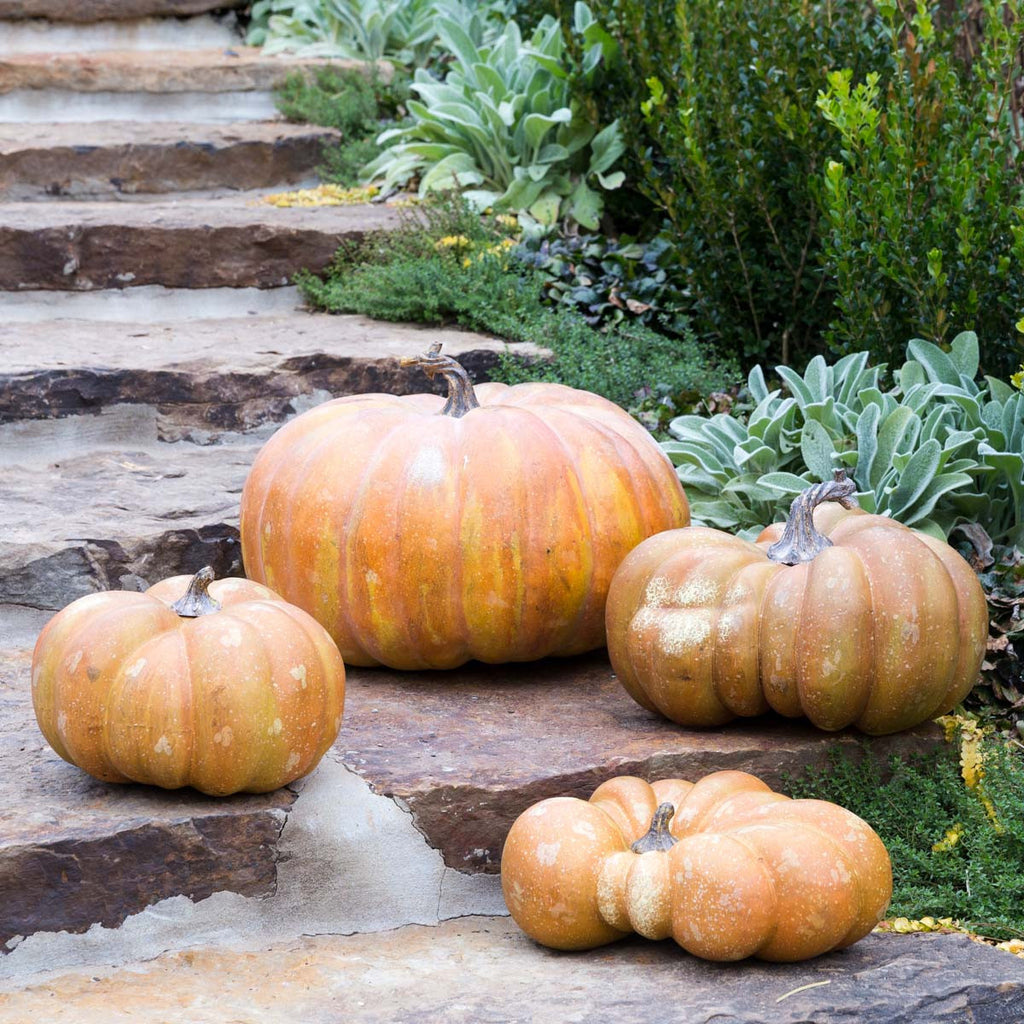 Sweet Baby Pumpkin - Bombay Mercantile