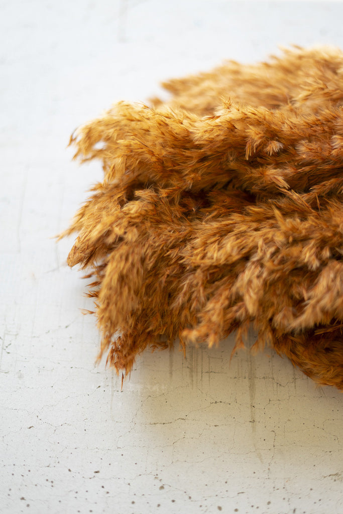 Large bundle of auburn pampas grass - Bombay Mercantile