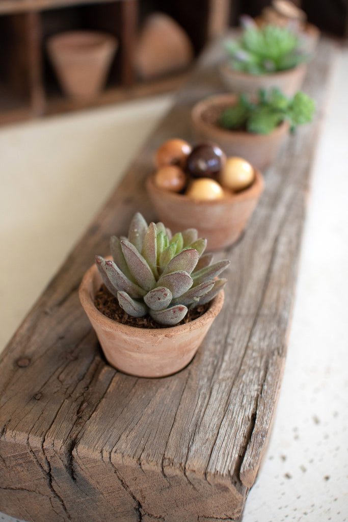Recycled wooden base with five clay succulent holders - Bombay Mercantile