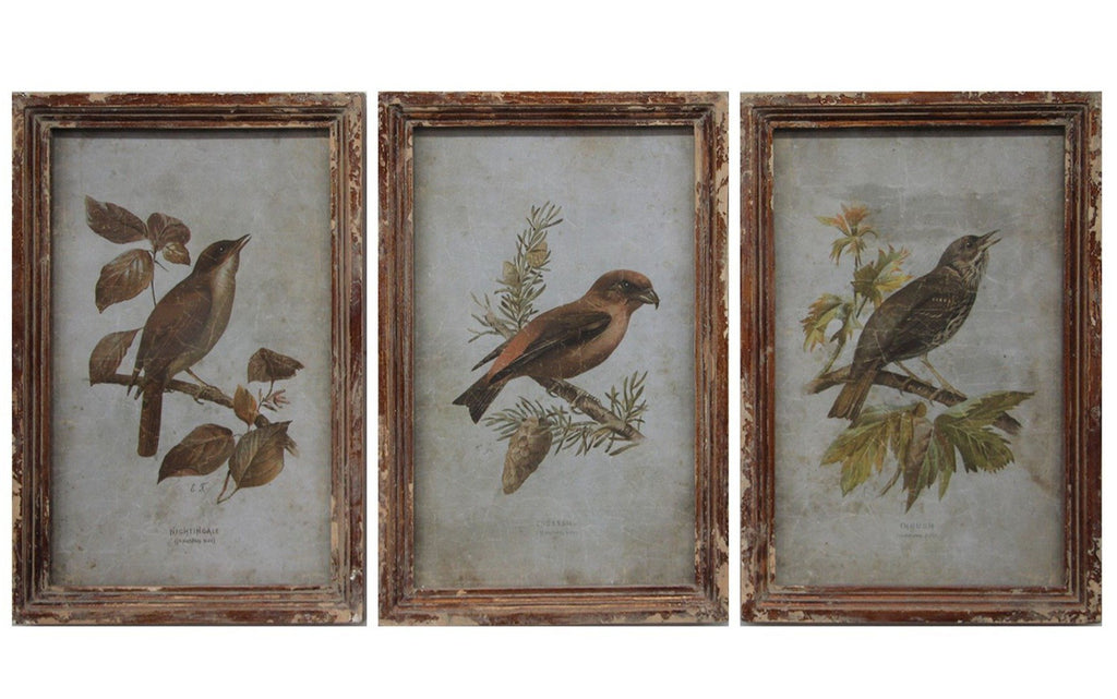 Collected Bird Prints Set of 3 - Bombay Mercantile