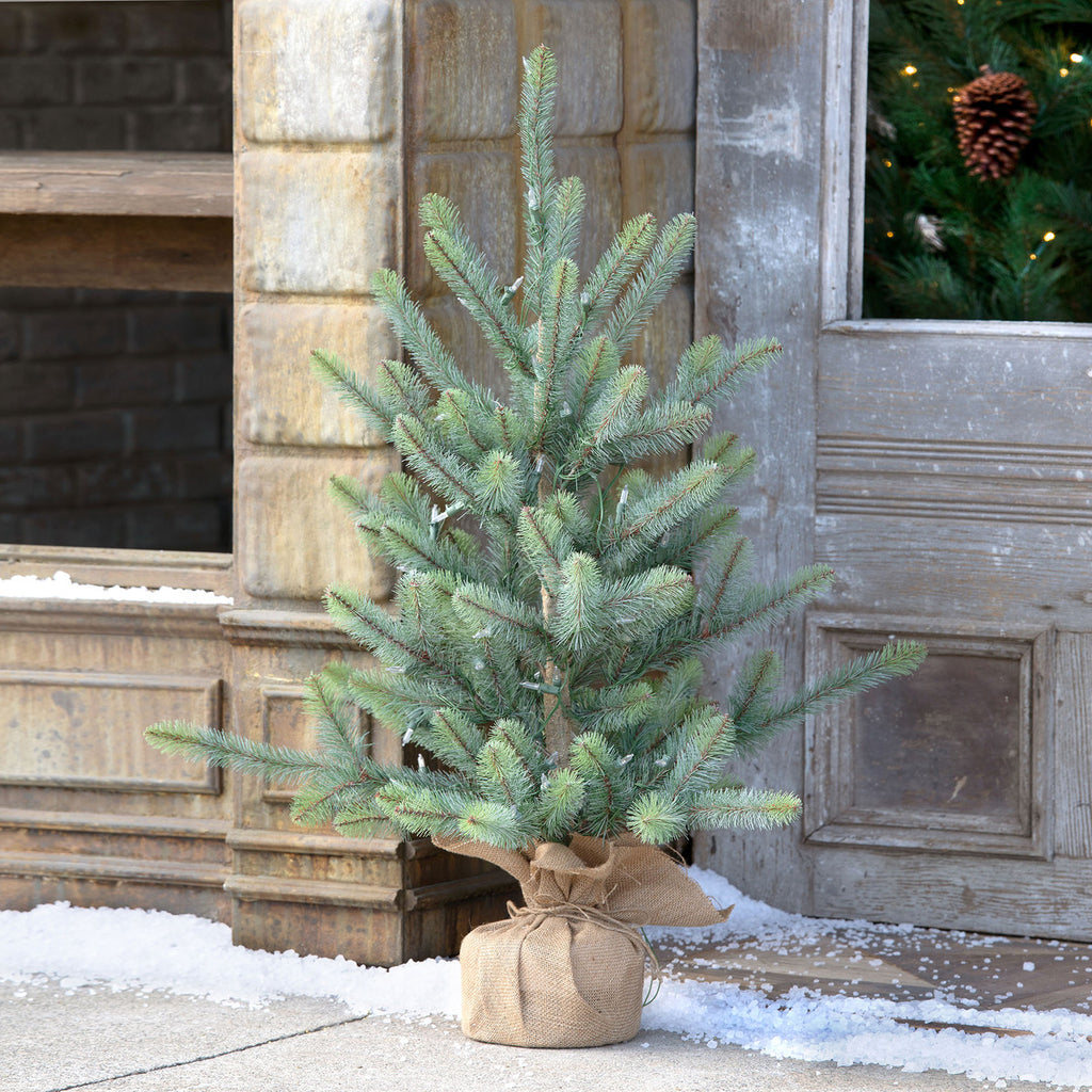 36" Burlap Wrapped Blue Spruce Seedling with LED Battery Lights - Bombay Mercantile
