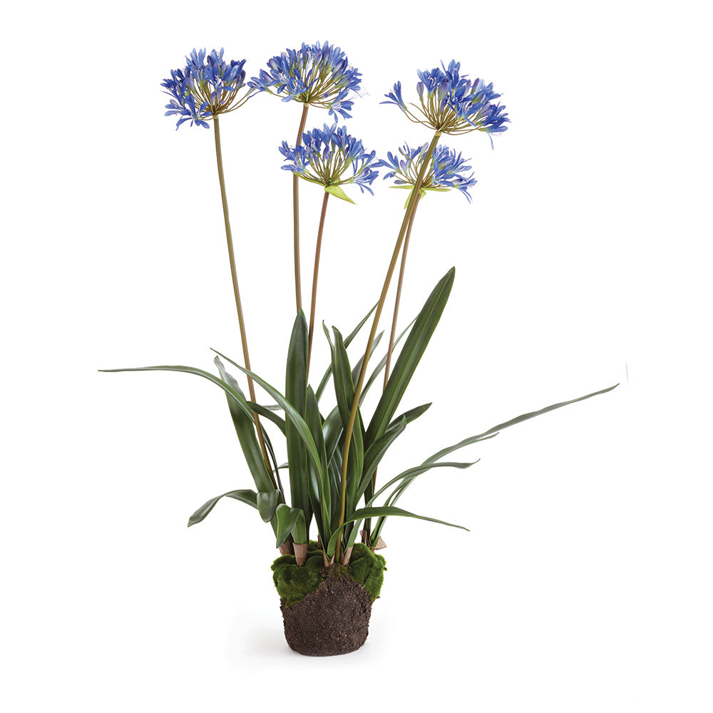 AGAPANTHUS DROP-IN 40" - The Nifty Decor