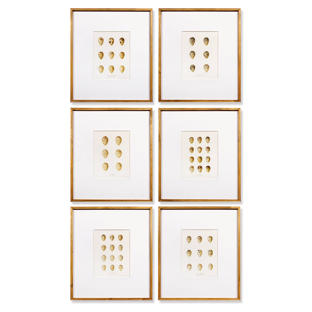 EGG STUDY, SET OF 6 - The Nifty Decor