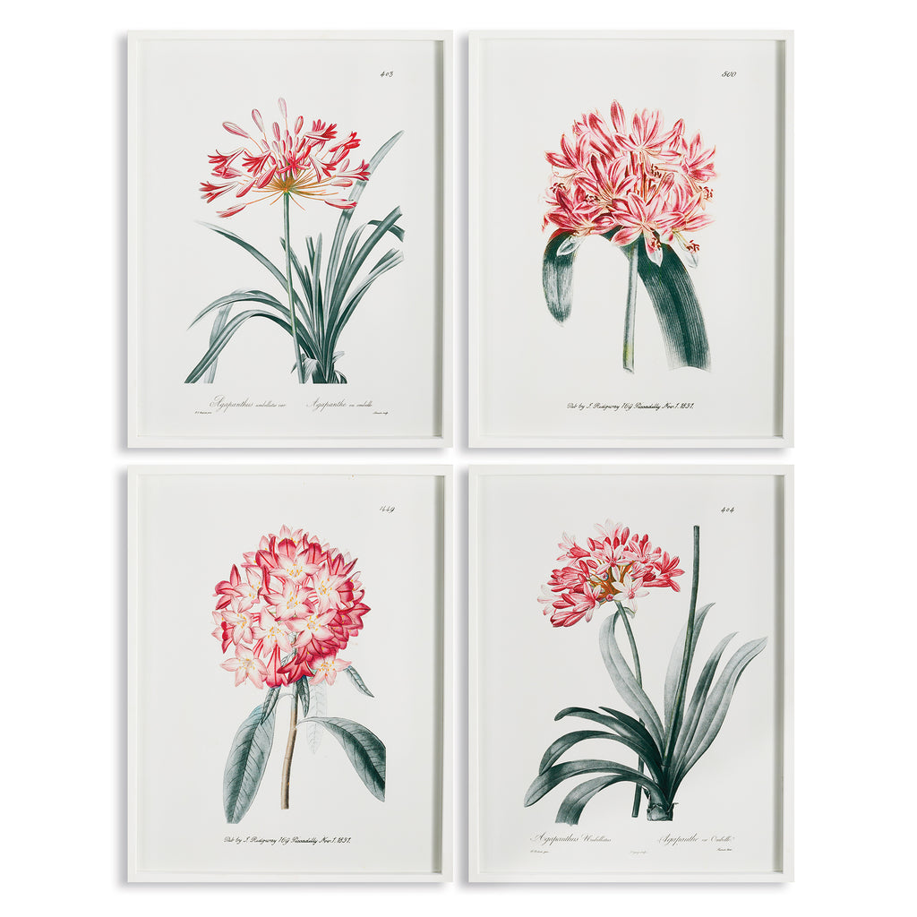 AGAPANTHUS STUDY, SET OF 4 - The Nifty Decor