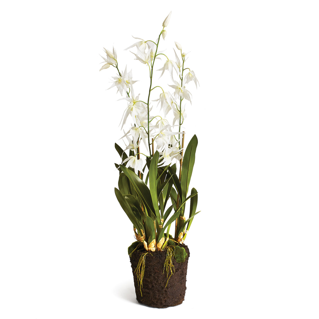 SPIDER ORCHID DROP-IN 44" - The Nifty Decor