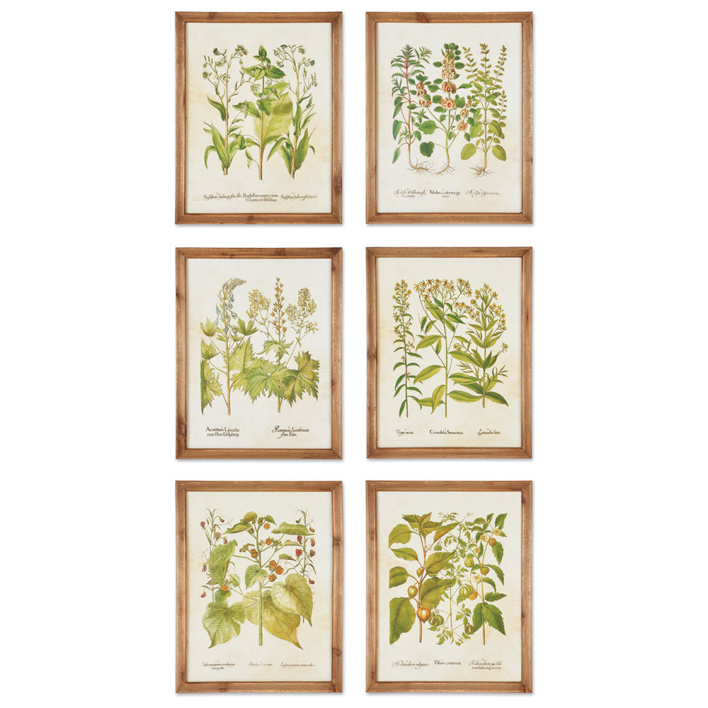 FRAMED WILDFLOWER BOTANICAL PRINTS, SET OF 6 - The Nifty Decor