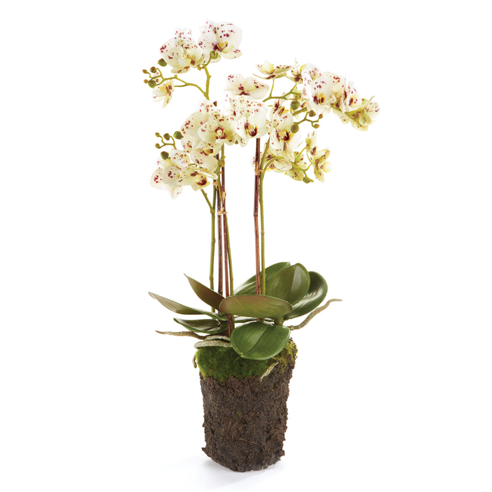 PHALAENOPSIS ORCHID DROP-IN 20" - The Nifty Decor